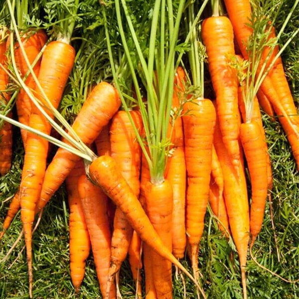 Carrot Seeds - West Coast Seeds